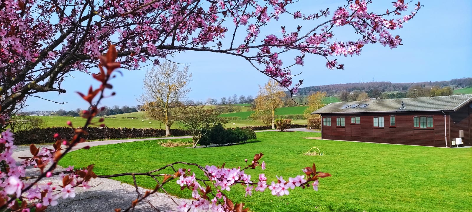 A dark red timber lodge on mown grass at Foxfield Park, seen through blossom, with the Eden Valley and sheep fields behind.